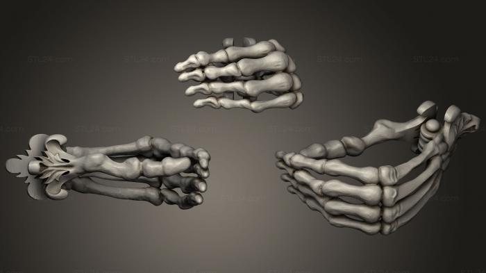 Anatomy of skeletons and skulls (hands, ANTM_0623) 3D models for cnc